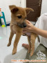 Open Adopt (Free) 2 Ekor Puppy Betina
