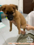 Open Adopt (Free) 2 Ekor Puppy Betina