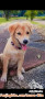 OPEN ADOPT FREE