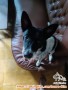Adopsi Anjing Female for free