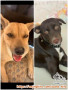 Hibah anjing mix