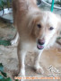 Buka Adopsi Dogy Golden