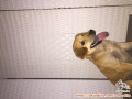 Open adopt anjing