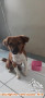 Free Adoption Female dog 7 month, vaccinated