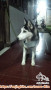 Hibah anjing Husky stb