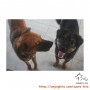 open adopt free dua anjing