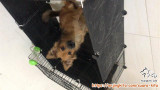 Free adopt anjing mix 5 bulan