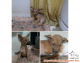Anak anjing jantan usia 4 bulan