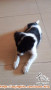Open adopt anjing 4 bulan