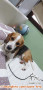 Open for Adoption Beagle Jantan 2T FREE