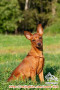 FREE ADOPSI MINI PINCHER BETINA