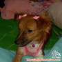 OPEN FREE ADOPT - MIX