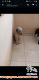 FREE ADOPSI RAS MIX 8 BULAN JANTAN