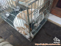 Beagle umur 3 tahun