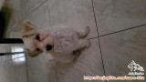 ADOPSI MALTIPOO JANTAN USIA 4 BULAN