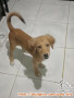 Hibah anak anjing mix pom