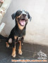 Adopsi anjing