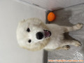 Moskow 1,5 th samoyed jantan , open adopt pemilik yang baik