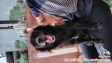 Open adopt Tangsel