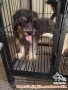 Open adopt 3 ekor mix she tzu