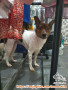 Open adopt anjing mix kampung betina Surabaya