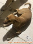Breed Pug + Kampung