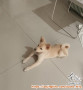 Adopsi anjing