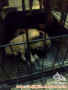 Butuh adopter