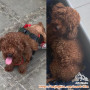 Poodle betina lumpuh berkursi roda (steril) cari adopter yang sayang