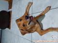 Adopsi Puppy Mix Mini Pinscher