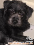 Open adopsi anjing