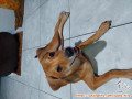 Adopsi Puppy Mix Mini Pinscher