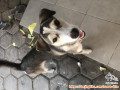 Open Adopt Husky mix Golden
