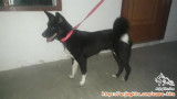 FREE ADOPT MONGREL MIX, GUARD DOG