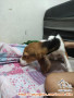 free open adopt beagle puppy 6 bulan dan baru lahir