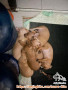 Open Adopt puppies Chihuahua mix Minipin