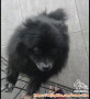 Open Adopt
