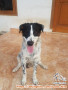 Mencari Adopter /keluarga yg SAYANG banget sm Anjing.