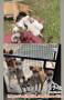 OPEN ADOPT 5 NEW BORN PUPPY & 3 7month dog