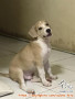 FREE ADOPT ANJING