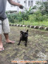 Dihibahkan french bulldog betina untuk dog lover only