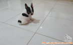 Dibutuhkan segera kennel boy/girl pengurus hewan