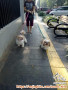 Perawat Pengasuh Anjing