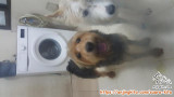Free adoption untuk penyayang anjing