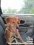 Adopsi Puppy Mix Mini Pinscher