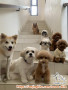 DIBUTUHKAN SEGERA: Kennel Girl / Boy untuk di BSD, Tangerang