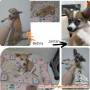 Open Adopt Anak anjing usia 3 bulan betina dan jantan