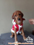 Open Adopsi Anak Anjing Lucu