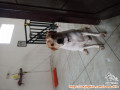 Adopt me please...