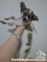 Open adopsi anak anjing 3 bulan